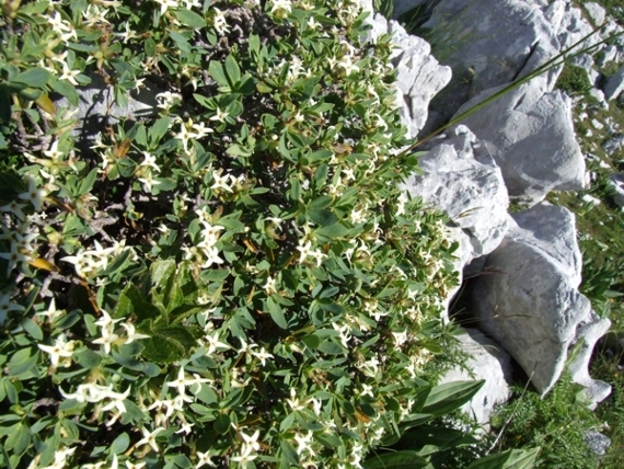 Daphne oleoides o D. alpina?